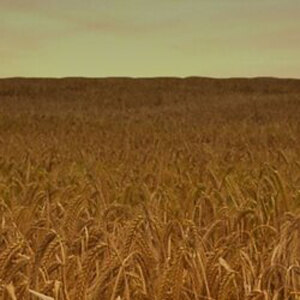 Low-Salt Foliar Fertilizer