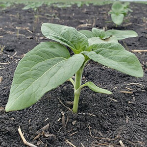 Liquid and Dry Starter Fertilizer